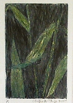 Clytie Taylor-LuckBamboo